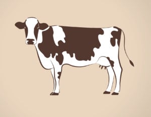 a2m-share-price-a2-milk-cow-dairy-cheese-farm-animal-milk
