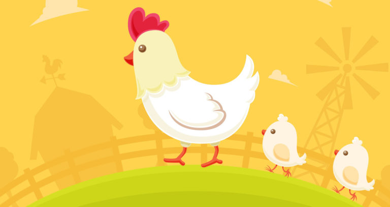 chicken-farm-animal-poultry