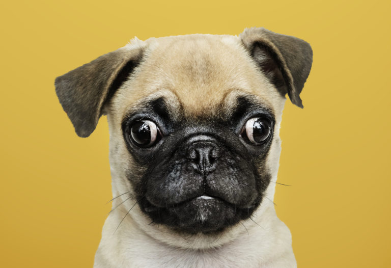 asx-nvl-national-vet-care-share-price-Adorable Pug puppy solo portrait