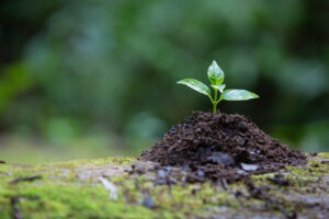 The sapling that grows from the ground has a natural background.