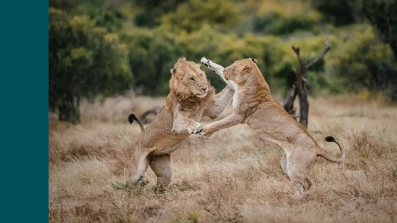 Lion and lioness face off in a battle
